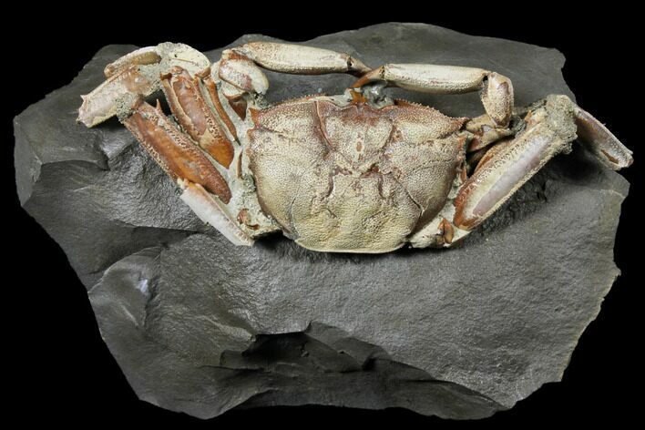 Fossil Crab (Macrophtalmus) Mounted On Rock - Madagascar #130630